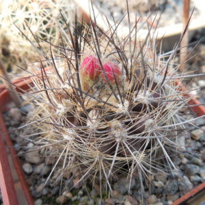 Neoporteria villosa