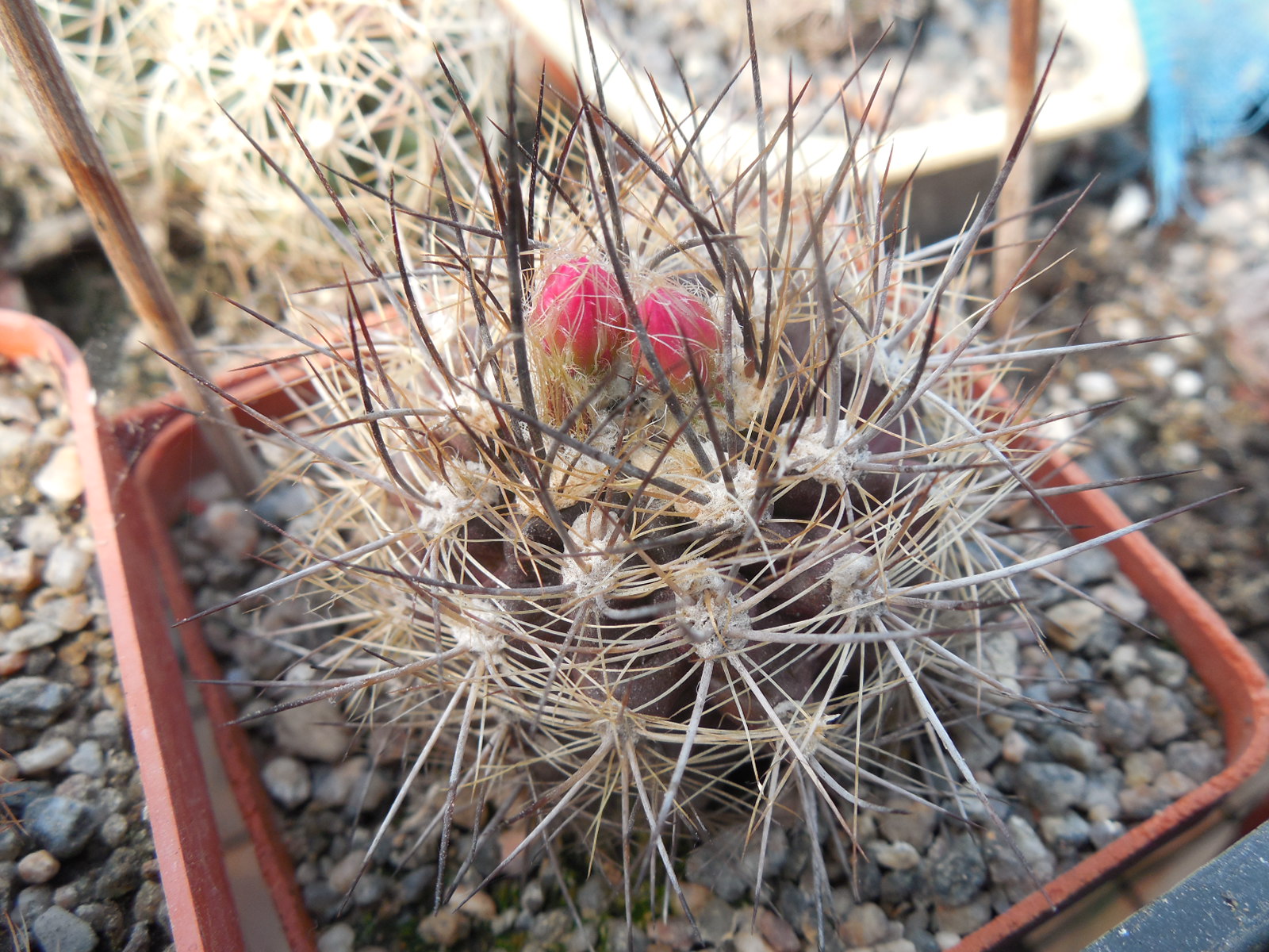Neoporteria villosa