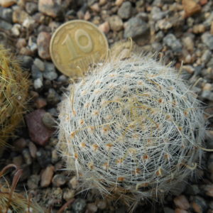 Mammillaria nana