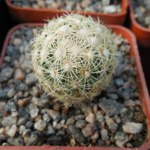 Coryphantha palmeri GL 66 - ne Aramberri, NL.   MG