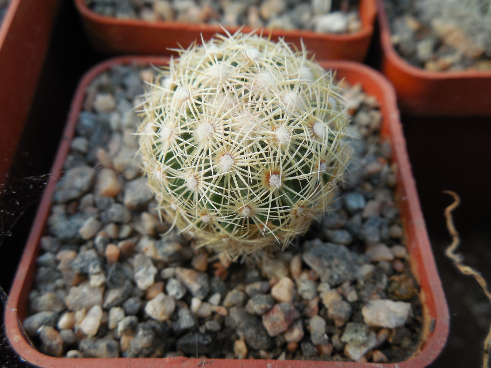 Coryphantha palmeri GL 66 - ne Aramberri, NL.   MG