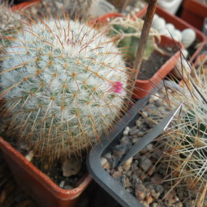 Mammillaria dixanthocentron FO 230 - MG -