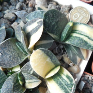 Gasteria  sp. f. variegata