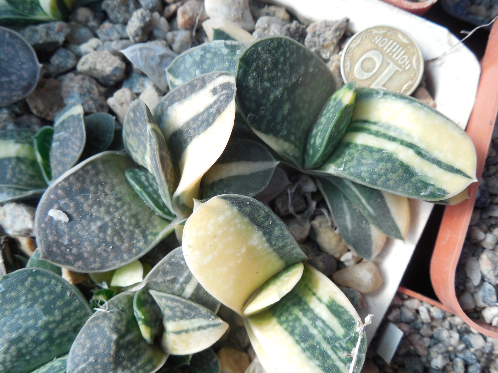 Gasteria  sp. f. variegata