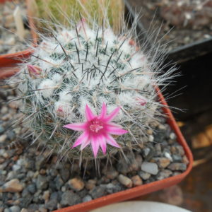 Mammillaria chionocephala (woodsii)