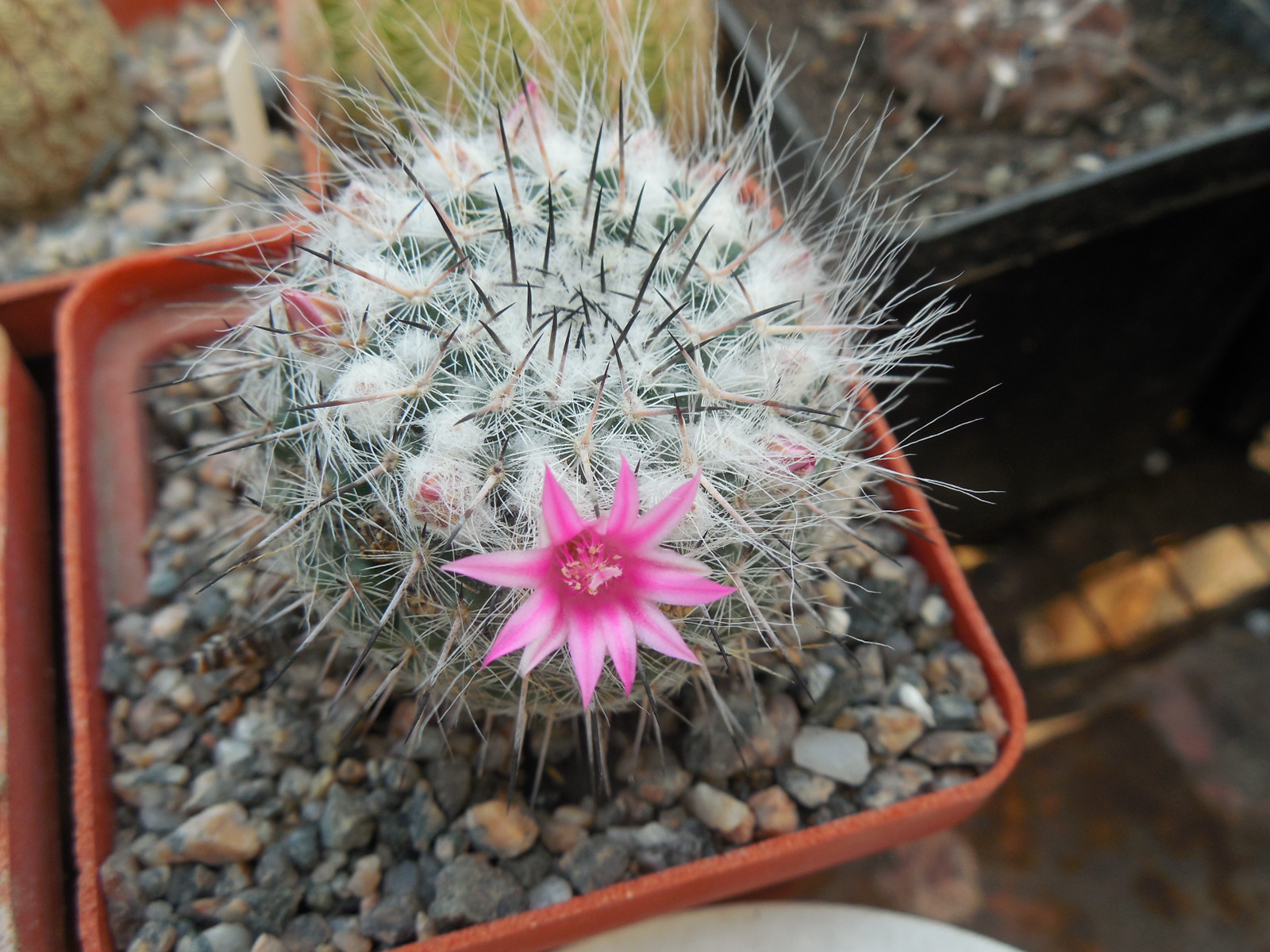 Mammillaria chionocephala (woodsii)