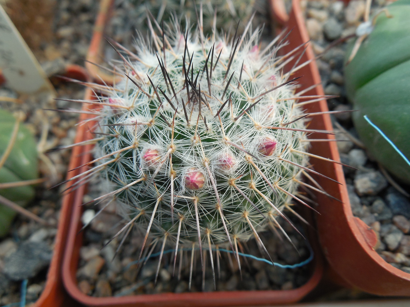 Mammillaria chionocephala (woodsii)