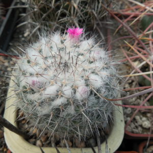 Mammillaria chionocephala (woodsii)