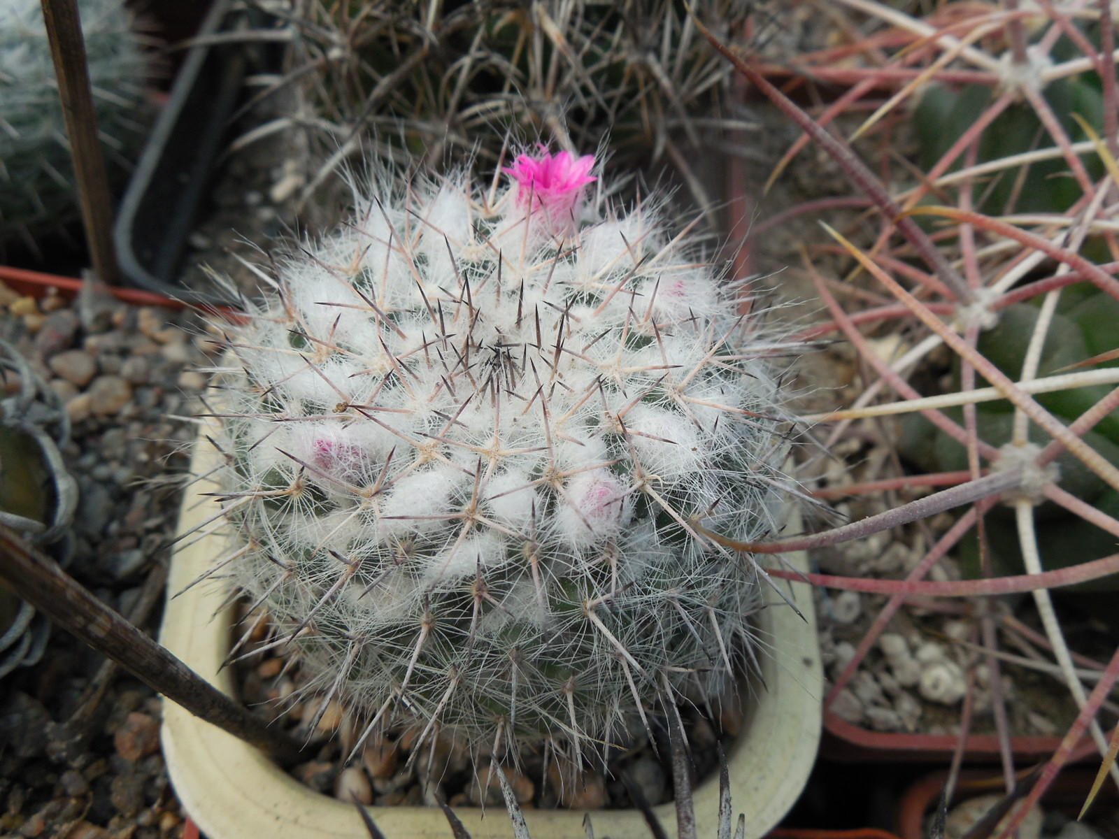 Mammillaria chionocephala (woodsii)
