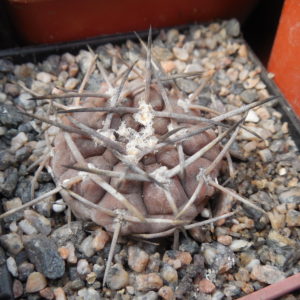 Gymnocalycium piltziorum P 38 - Piltz - відбір -