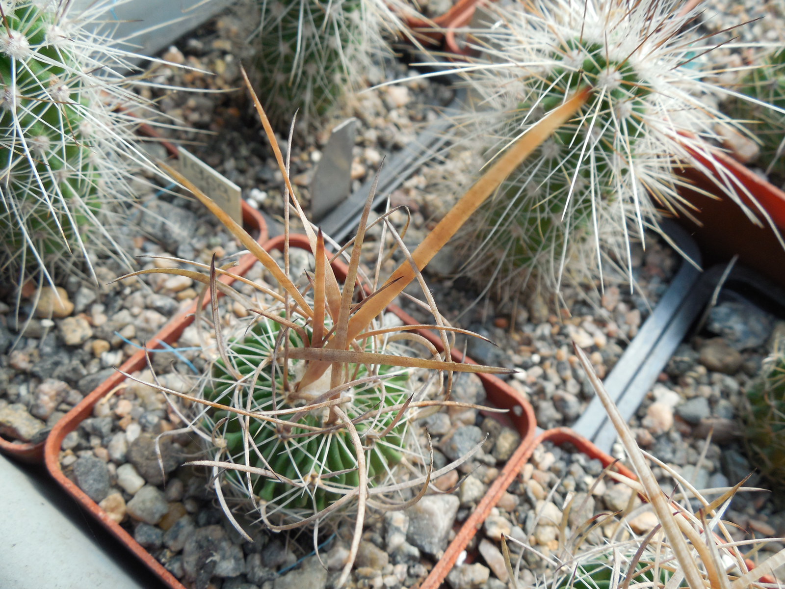 Echinofossulocactus  lloydii - довгі голки, селекція