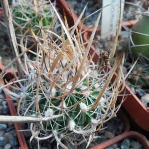 Echinofossulocactus  lloydii - довгі голки, селекція