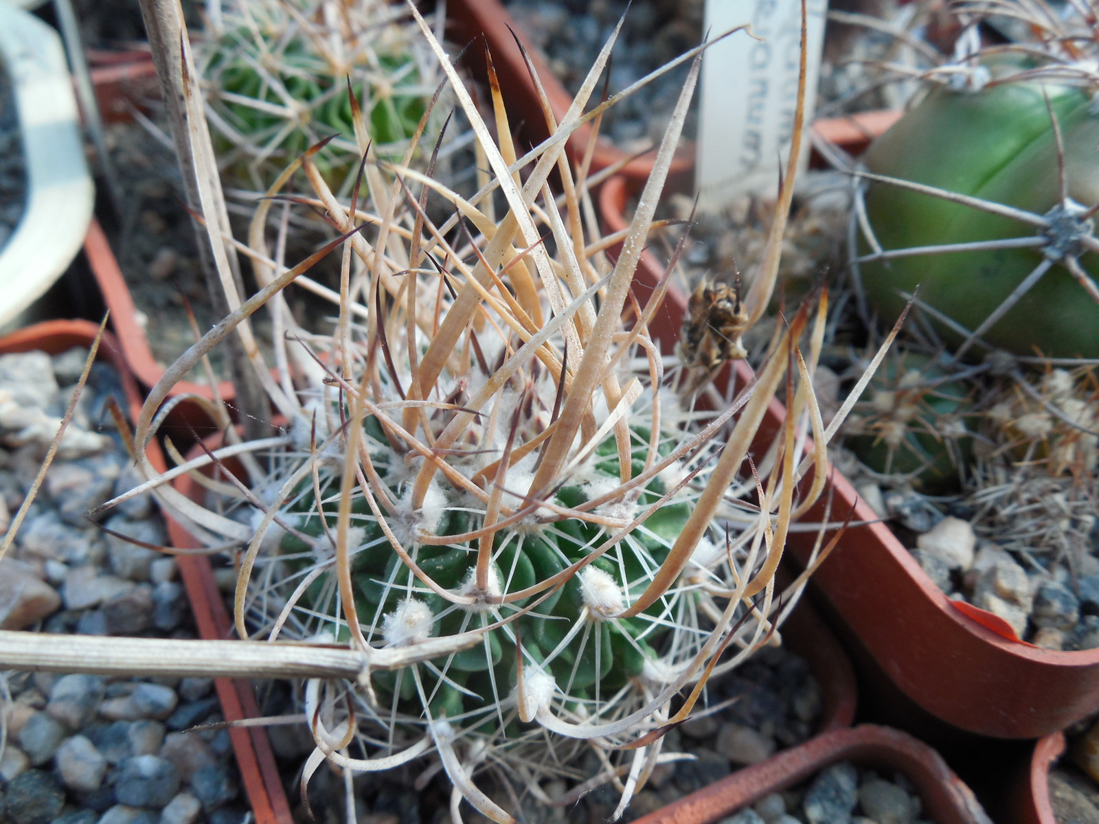 Echinofossulocactus  lloydii - довгі голки, селекція