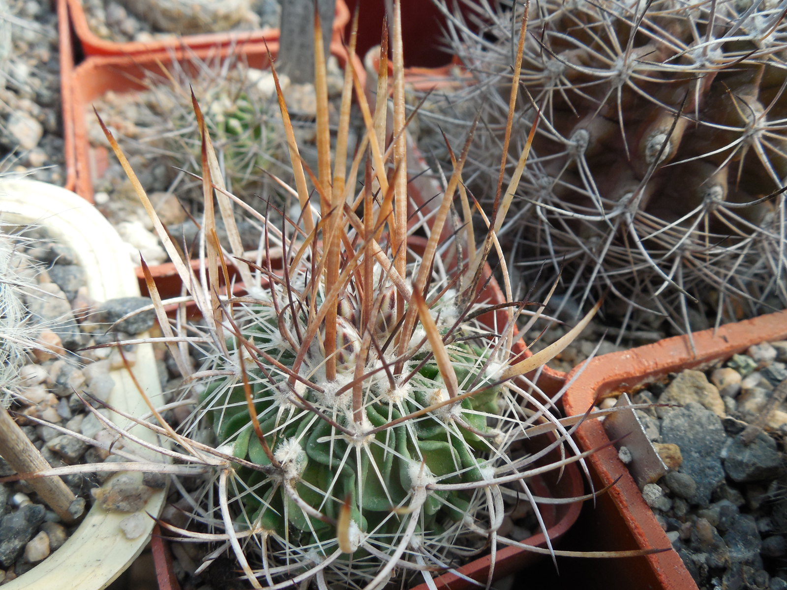 Echinofossulocactus  lloydii - довгі голки, селекція