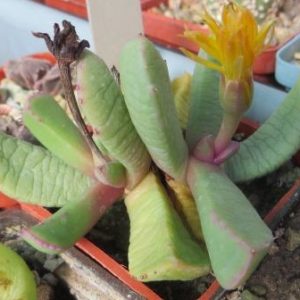 carruanthus peersii