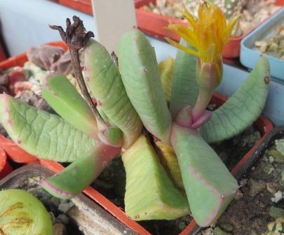 carruanthus peersii