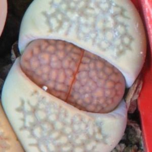 1604 lithops hallii C 174