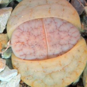 lithops pseudotruncatella ssp. dendritica