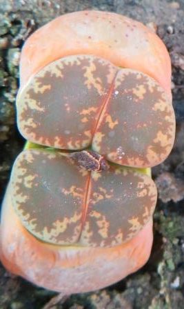 lithops lesliei classic