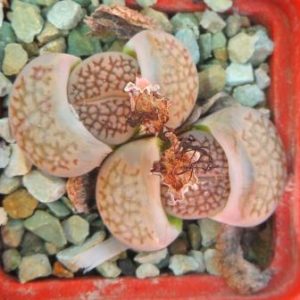 Lithops hallii C136 brown form ex MG 1607