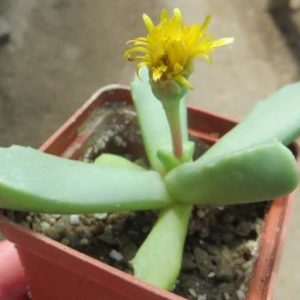carruanthus peersii