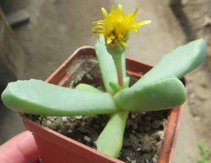 carruanthus peersii