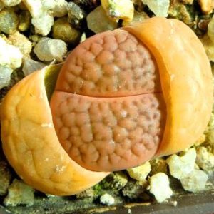 1616.54 lithops hookeri marginata