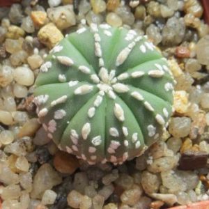 astrophytum super kabuto
