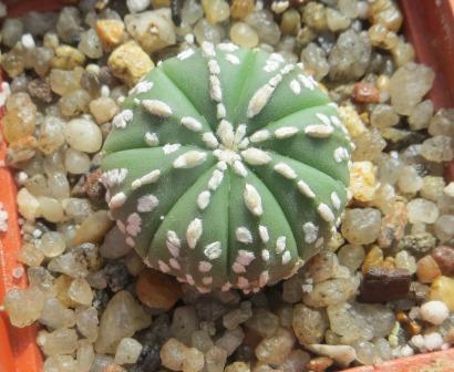 astrophytum super kabuto