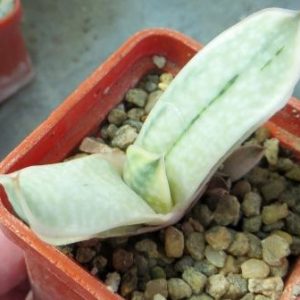 Gasteria Sat Sato no Matsu