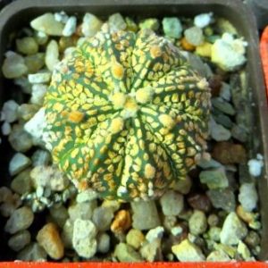 astrophytum super kabuto gold