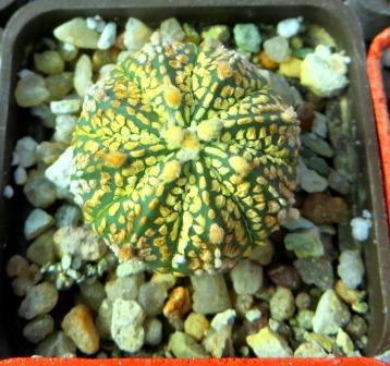 astrophytum super kabuto gold