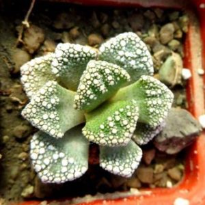 1870.4 MG titanopsis calcarea