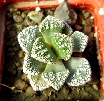 1870.4 MG titanopsis calcarea