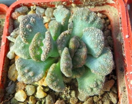 1870.822 MG titanopsis calcarea