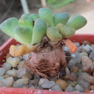 aloinopsis schooneesii caudex