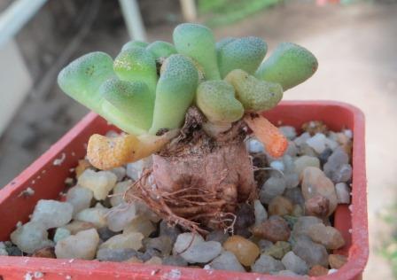 aloinopsis schooneesii caudex