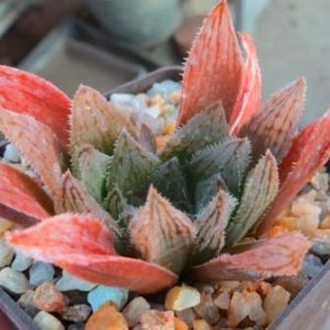 haworthia  hybrid