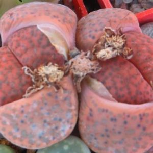 lithops fulviceps