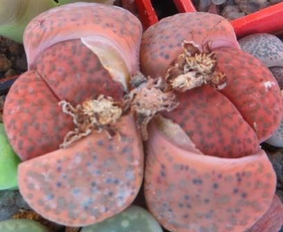 lithops fulviceps