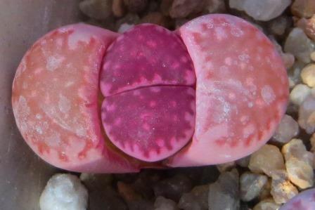lithops salicola bacchus