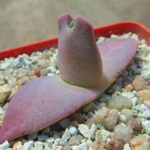 cheiridopsis peculiaris