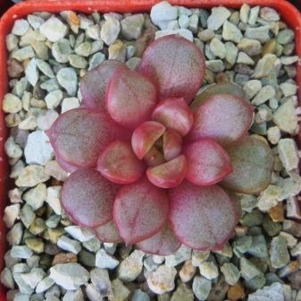 graptoveria amethorum