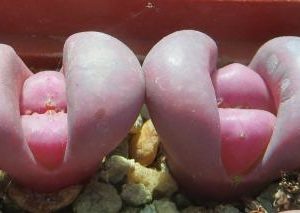 lithops meyeri hammeruby культивар