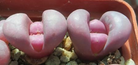 lithops meyeri hammeruby культивар