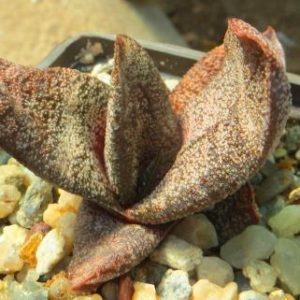 gasteria batesiana
