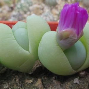 gibbaeum hethii