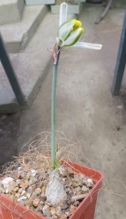 albuca polyphylla