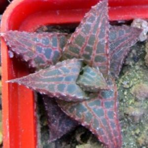 haworthia tesselata