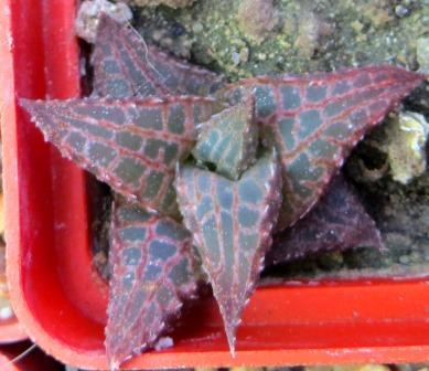 haworthia tesselata